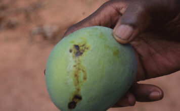 Mouche des fruits: branlebas de combat contre un cauchemar des producteurs de mangue