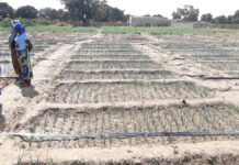 Production maraichère à Gon-boussougou: une clef de résilience des déplacées internes