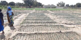 Production maraichère à Gon-boussougou: une clef de résilience des déplacées internes