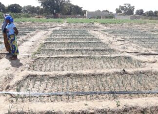 Production maraichère à Gon-boussougou: une clef de résilience des déplacées internes