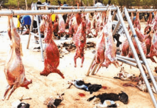 Tabaski 2025: des carcasses de mouton distribuées aux personnes vulnérables