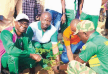 Journée nationale de l’arbre: 10 000 plants pour reverdir le Sahel