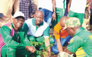 Journée nationale de l’arbre: 10 000 plants pour reverdir le Sahel