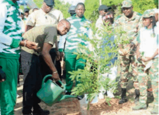 Journée nationale de l’arbre: près de 5 000 plants mis en terre dans le bosquet médicinal à Guiba