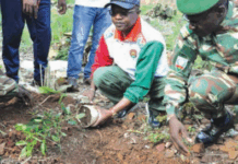 Journée nationale de l’arbre: 500 000 plants pour le couvert végétal du Sud- Ouest