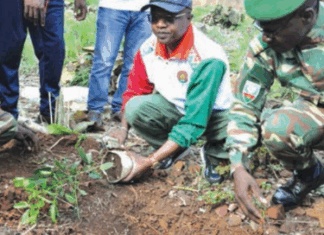 Journée nationale de l’arbre: 500 000 plants pour le couvert végétal du Sud- Ouest