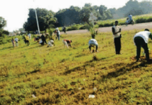 « L’Heure patriotique pour reverdir le Faso » respectée à Banfora