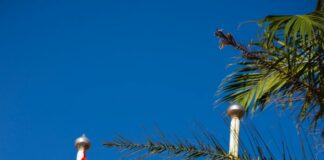 « Le Sahel benkan » retentit à Koulouba pour la première fois !