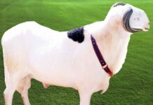 Sénégal : Le ladoum élu plus beau mouton du pays