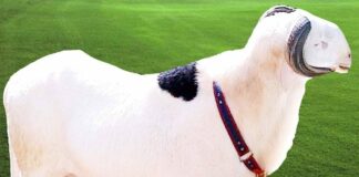 Sénégal : Le ladoum élu plus beau mouton du pays