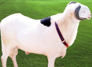 Sénégal : Le ladoum élu plus beau mouton du pays