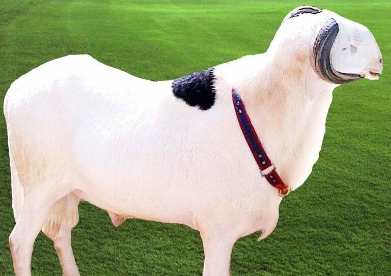 Sénégal : Le ladoum élu plus beau mouton du pays