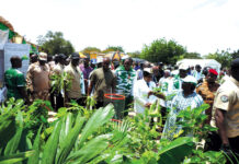 Journée nationale de l’arbre: 20 millions d’arbres à planter et entretenir pour reverdir le Faso