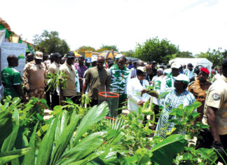 Journée nationale de l’arbre: 20 millions d’arbres à planter et entretenir pour reverdir le Faso