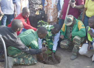 Journée nationale de l’arbre: le ministère en charge de la communication reverdit son bosquet avec 800 plants