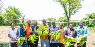 Initiative présidentielle pour la production agricole et l’autosuffisance alimentaire : De l’alloco 100% burkinabè déjà dans nos assiettes