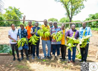 Initiative présidentielle pour la production agricole et l’autosuffisance alimentaire : De l’alloco 100% burkinabè déjà dans nos assiettes
