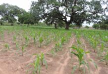 Campagne agricole humide 2025: un début de saison prometteur dans le Nazinon