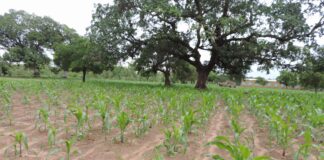 Campagne agricole humide 2025: un début de saison prometteur dans le Nazinon