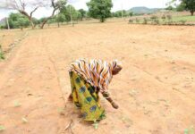 Campagne humide: 200 000 tonnes de céréales attendues dans les Kuilsé