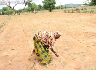 Campagne humide: 200 000 tonnes de céréales attendues dans les Kuilsé