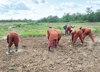 Initiative présidentielle pour l’autosuffisance alimentaire: une bonne physionomie des cultures dans des maisons d’arrêt