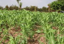 Région de Nando: de bonnes perspectives pour la campagne agricole humide
