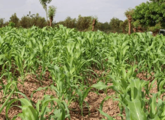 Région de Nando: de bonnes perspectives pour la campagne agricole humide