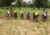 Campagne agricole humide 2025-2026 dans la région de Yaadga: Après les labours gratuits, 308 493 tonnes de céréales attendues