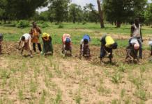 Campagne agricole humide 2025-2026 dans la région de Yaadga: Après les labours gratuits, 308 493 tonnes de céréales attendues