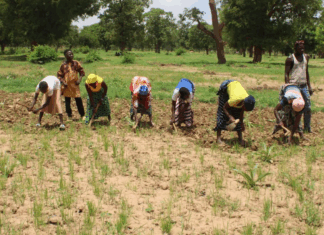 Campagne agricole humide 2025-2026 dans la région de Yaadga: Après les labours gratuits, 308 493 tonnes de céréales attendues