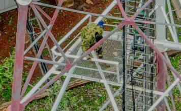 Protection des installations vitales dans les zones d’opération: les gendarmes rétablissent le réseau Moov à Toéni