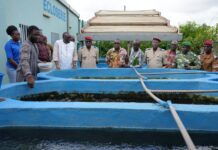 Pisciculture: le personnel militaire formé aux techniques des cages flottantes