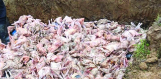 Trafic de produits d’origine animale: Plus d’une tonne de poulets congelés saisis