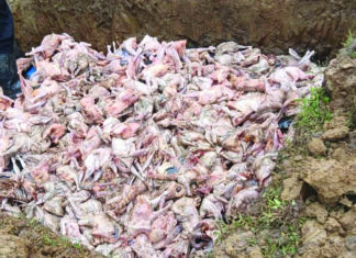 Trafic de produits d’origine animale: Plus d’une tonne de poulets congelés saisis