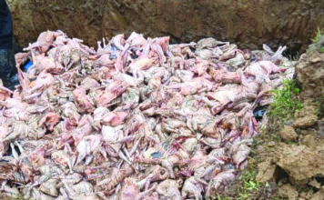 Trafic de produits d’origine animale: Plus d’une tonne de poulets congelés saisis