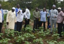 Société burkinabè des fibres textiles: des administrateurs dans un champ d’expérimentation de semences de qualité