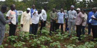 Société burkinabè des fibres textiles: des administrateurs dans un champ d’expérimentation de semences de qualité