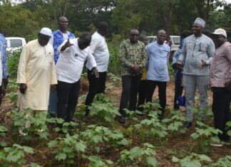 Société burkinabè des fibres textiles: des administrateurs dans un champ d’expérimentation de semences de qualité