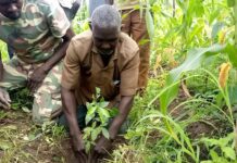 Commune de Nako : plus de 700 plants pour protéger des sites sacrés du Djôrô