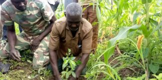 Commune de Nako : plus de 700 plants pour protéger des sites sacrés du Djôrô