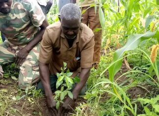 Commune de Nako : plus de 700 plants pour protéger des sites sacrés du Djôrô