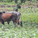 Région cotonnière de Houndé: quand des veuves « cultivent » leur avenir dans l’or banc