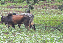Région cotonnière de Houndé: quand des veuves « cultivent » leur avenir dans l’or banc