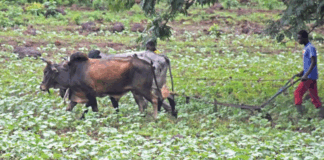 Région cotonnière de Houndé: quand des veuves « cultivent » leur avenir dans l’or banc