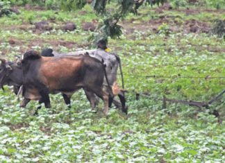 Région cotonnière de Houndé: quand des veuves « cultivent » leur avenir dans l’or banc