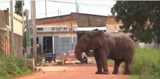 Secteur 26 de Bobo-Dioulasso: Éléphant en errance abattu pour la sécurité des populations