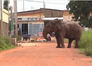 Secteur 26 de Bobo-Dioulasso: Éléphant en errance abattu pour la sécurité des populations
