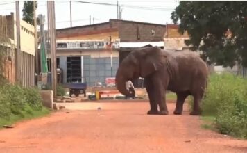 Secteur 26 de Bobo-Dioulasso: Éléphant en errance abattu pour la sécurité des populations