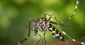 Target Malaria : Il est mis fin à toutes les activités du projet sur toute l’étendue du territoire national